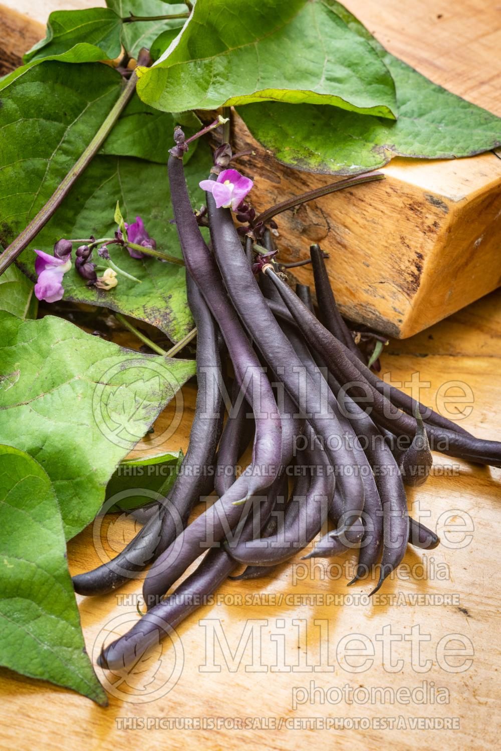 Phaseolus Purple Queen (pole bean vegetable - haricot) 1