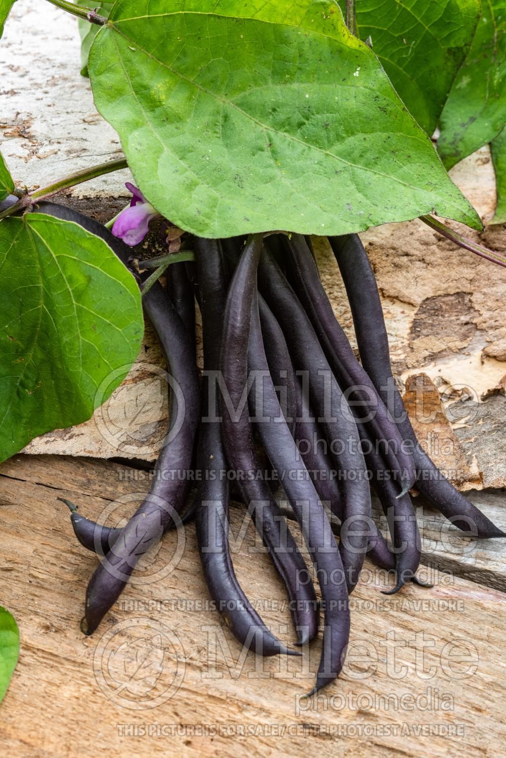 Phaseolus Purple Queen (pole bean vegetable - haricot) 2