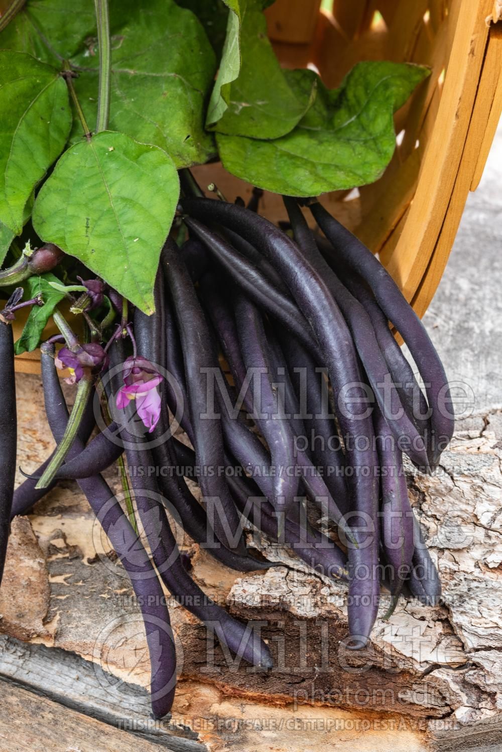Phaseolus Purple Queen (pole bean vegetable - haricot) 3