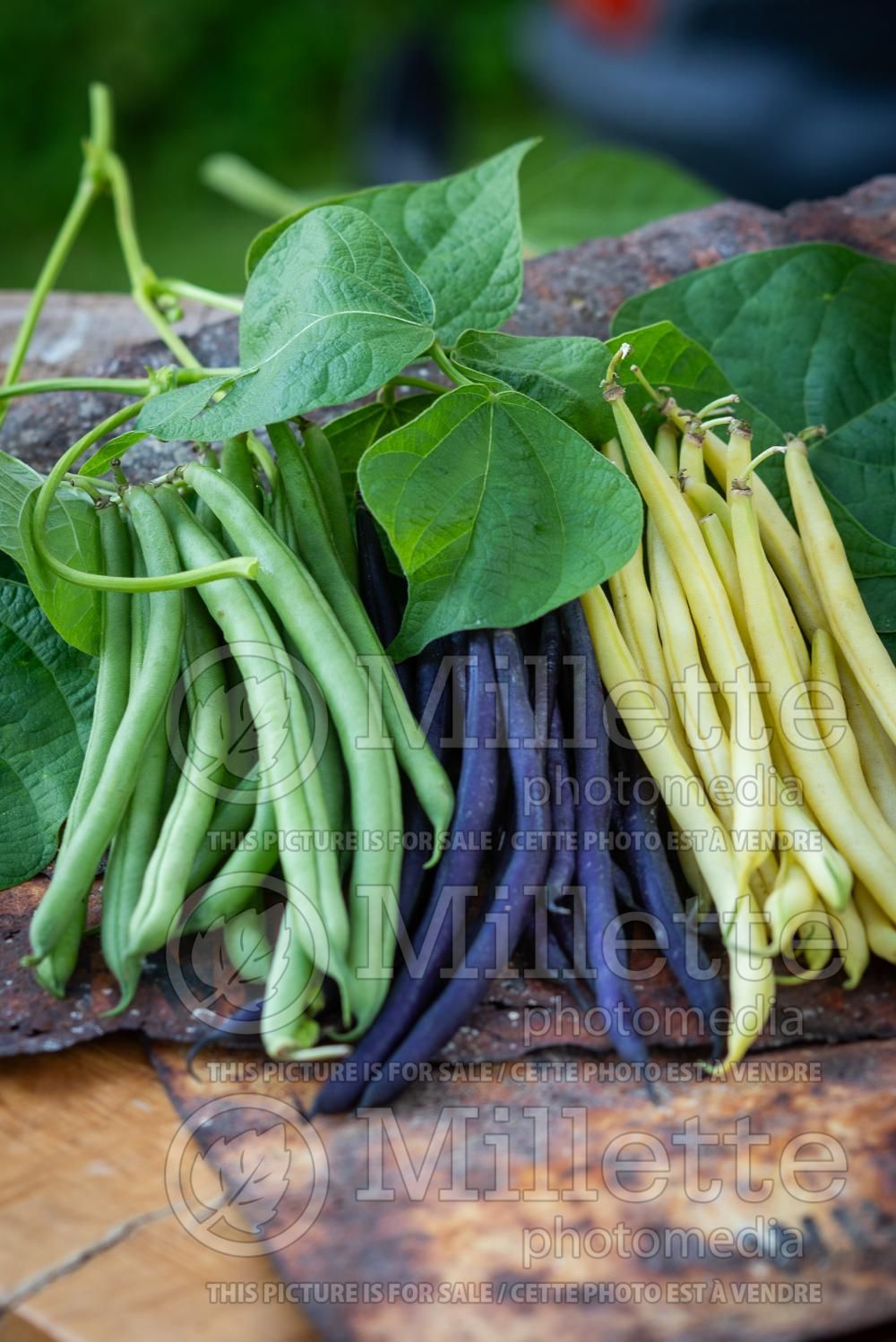 Phaseolus Mix (pole bean vegetable - haricot) 1