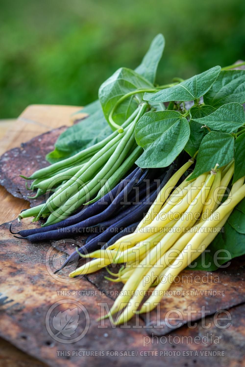 Phaseolus Mix (pole bean vegetable - haricot) 2