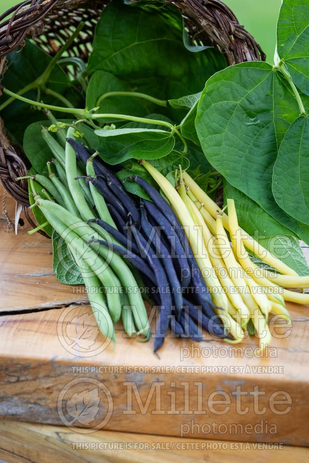Phaseolus Mix (pole bean vegetable - haricot) 3
