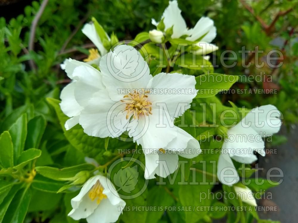 Philadelphus Belle Etoile (Mock orange) 3