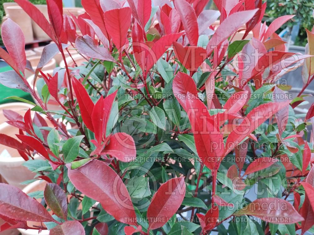 Photinia Carre Rouge (Christmas berry) 1