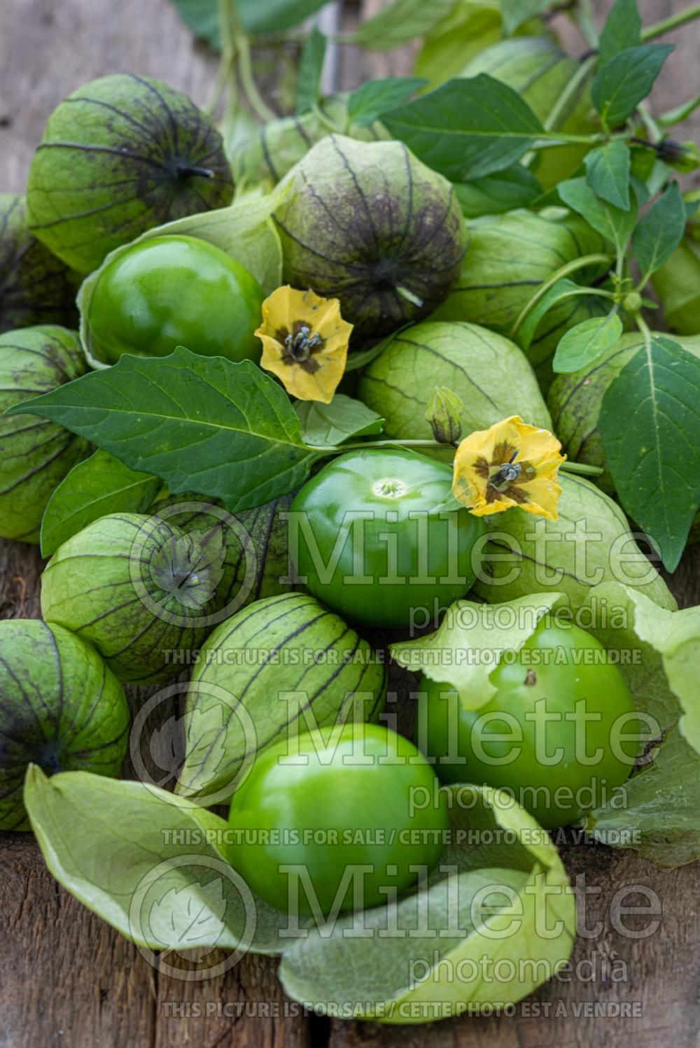 Physalis ixocarpa (tomatillo, also known as the Mexican husk tomato) 1