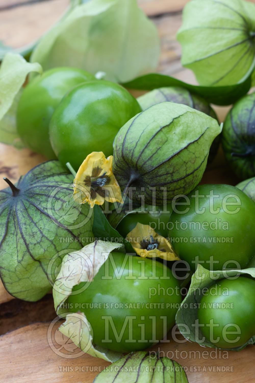 Physalis ixocarpa (tomatillo, also known as the Mexican husk tomato) 2