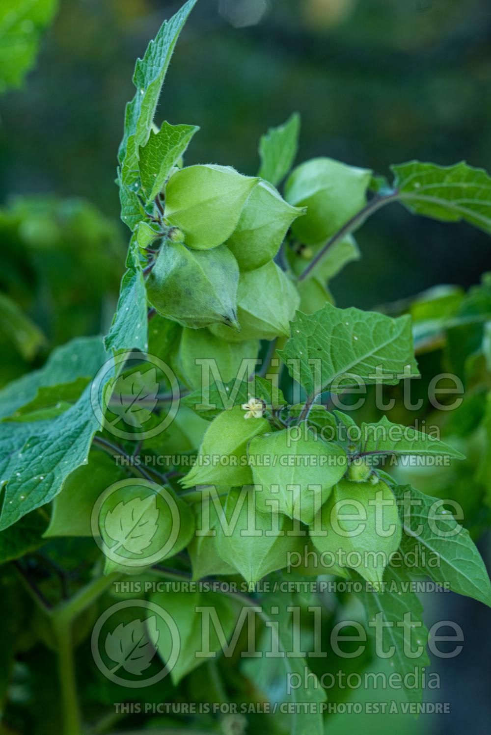 Physalis pruinosa (Ground cherries) 4