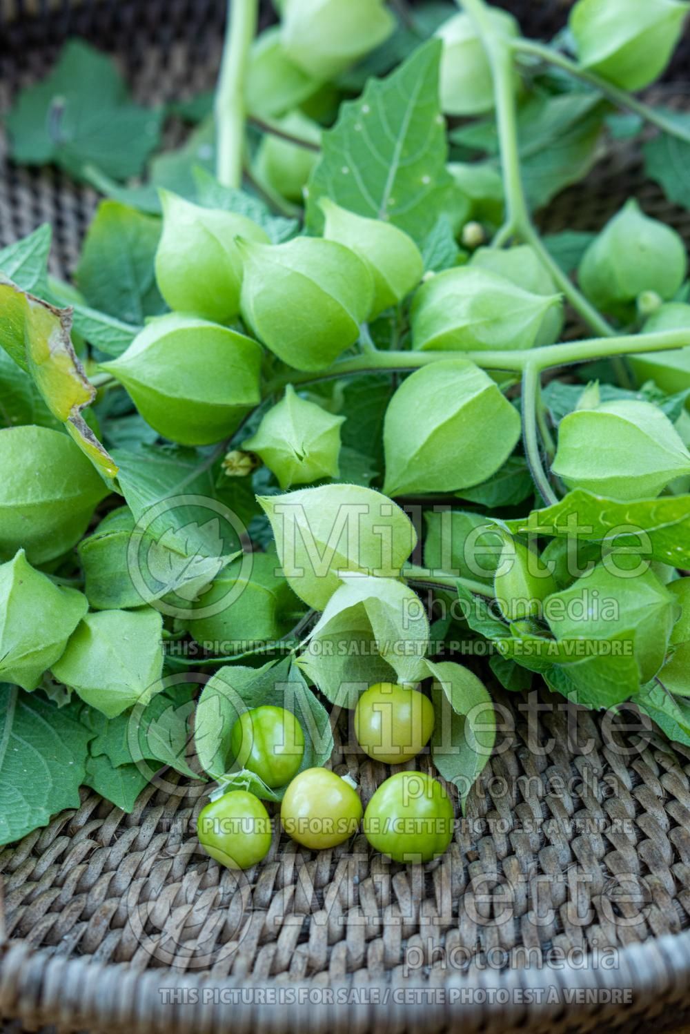 Physalis pruinosa (Ground cherries) 2