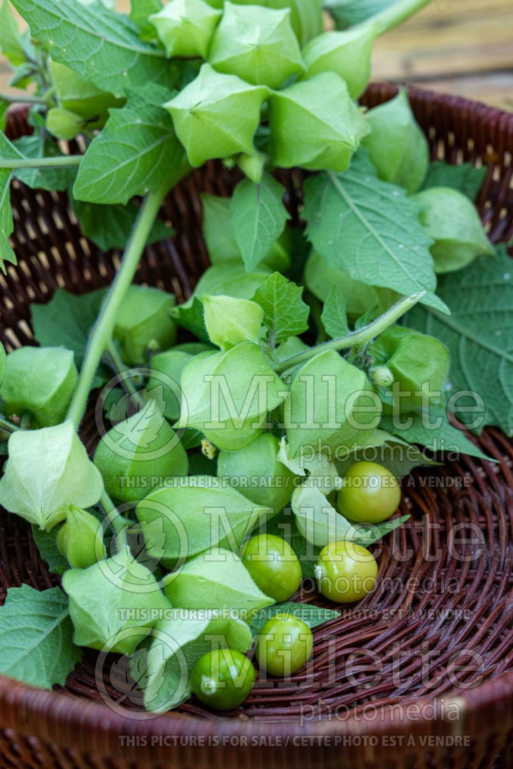 Physalis pruinosa (Ground cherries) 3