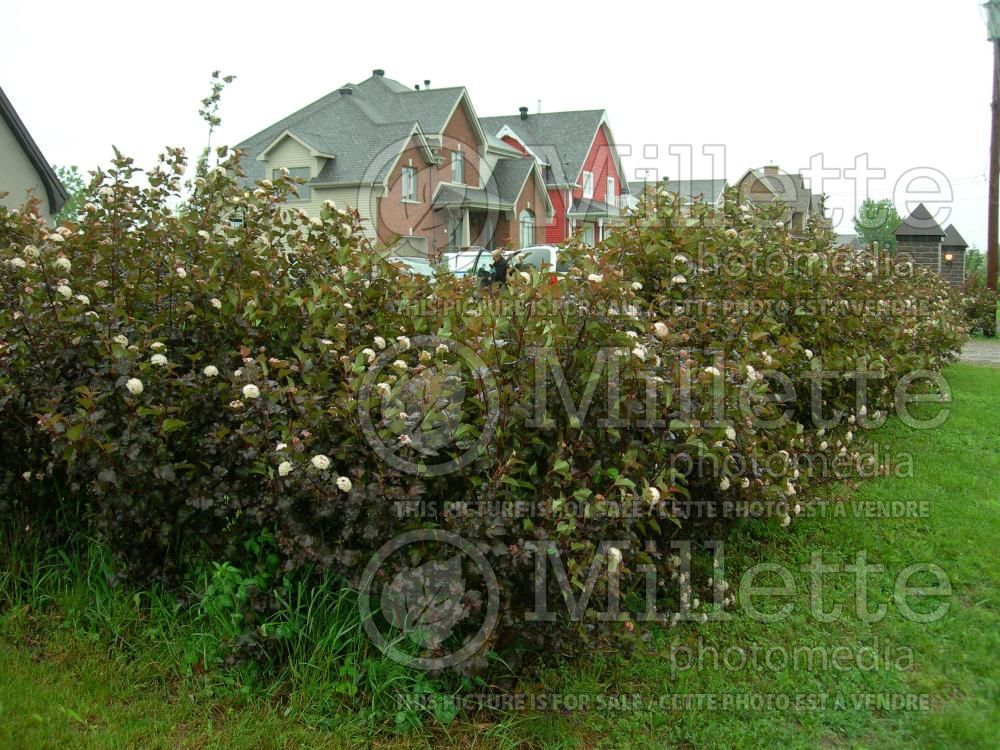 Physocarpus Diablo aka Monlo aka Diabolo (Ninebark) 7