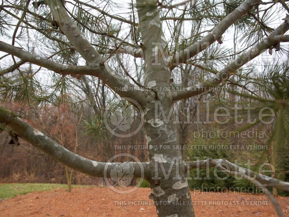 Pinus Silver Ghost (Lacebark Pine conifer) 1