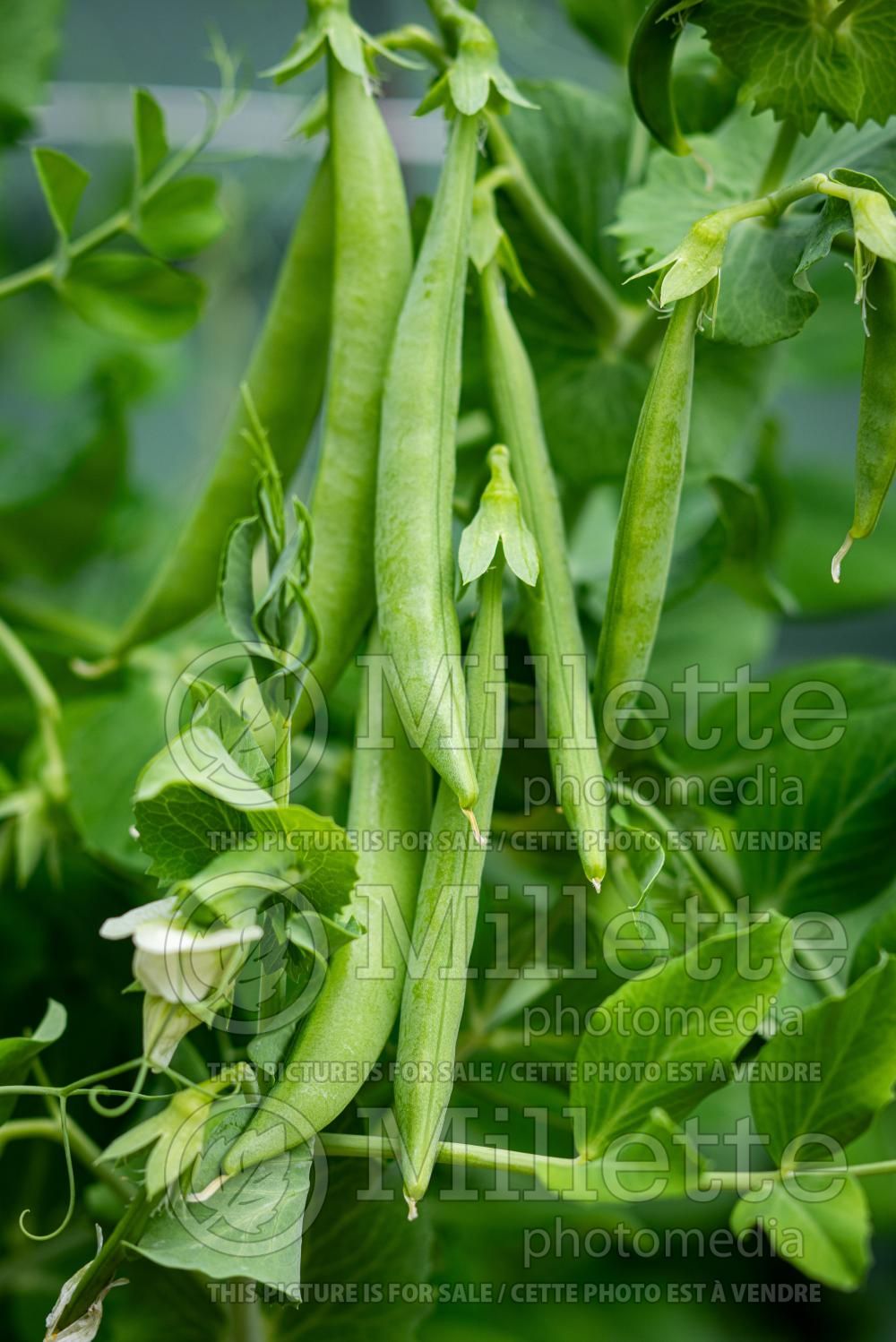 Pisum sativum (Snow Pea vegetable - Pois mange-tout) 15