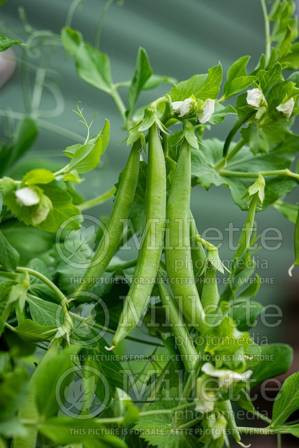 Pisum sativum (Snow Pea vegetable - Pois mange-tout) 16