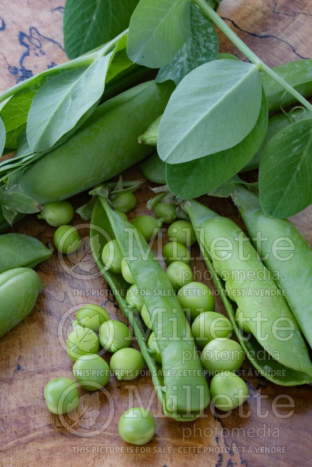 Pisum Little Marvel (Snow Pea vegetable) 1