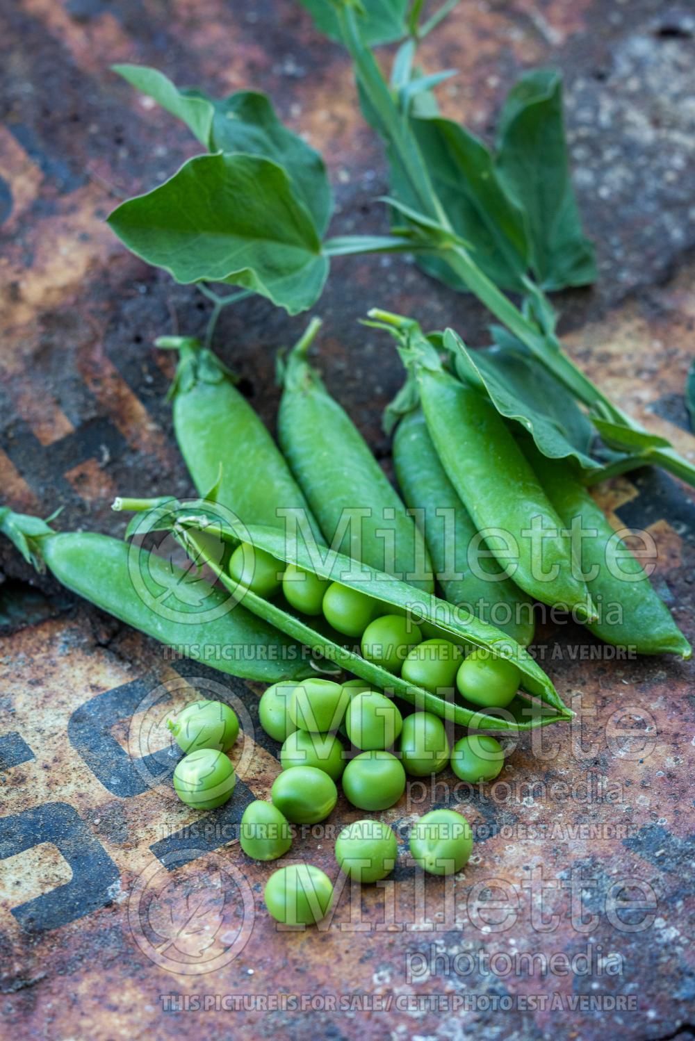 Pisum Sugar Snap (Snow Pea – vegetable - Pois mange-tout) 14