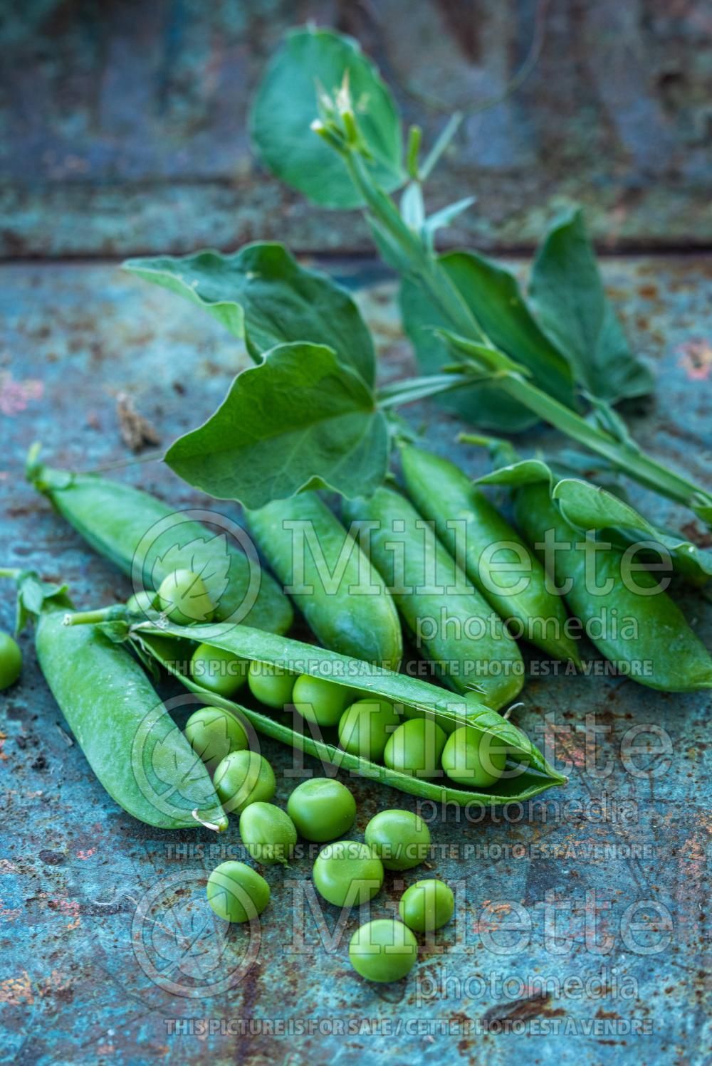 Pisum Sugar Snap (Snow Pea – vegetable - Pois mange-tout) 15