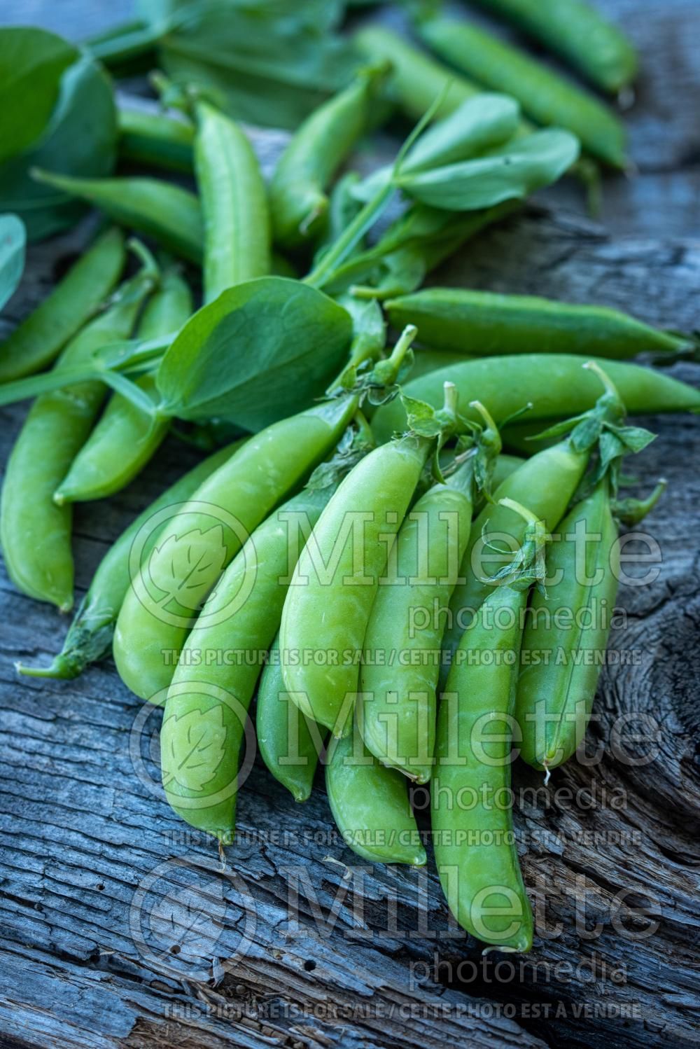 Pisum Sugar Snap (Snow Pea – vegetable - Pois mange-tout) 13