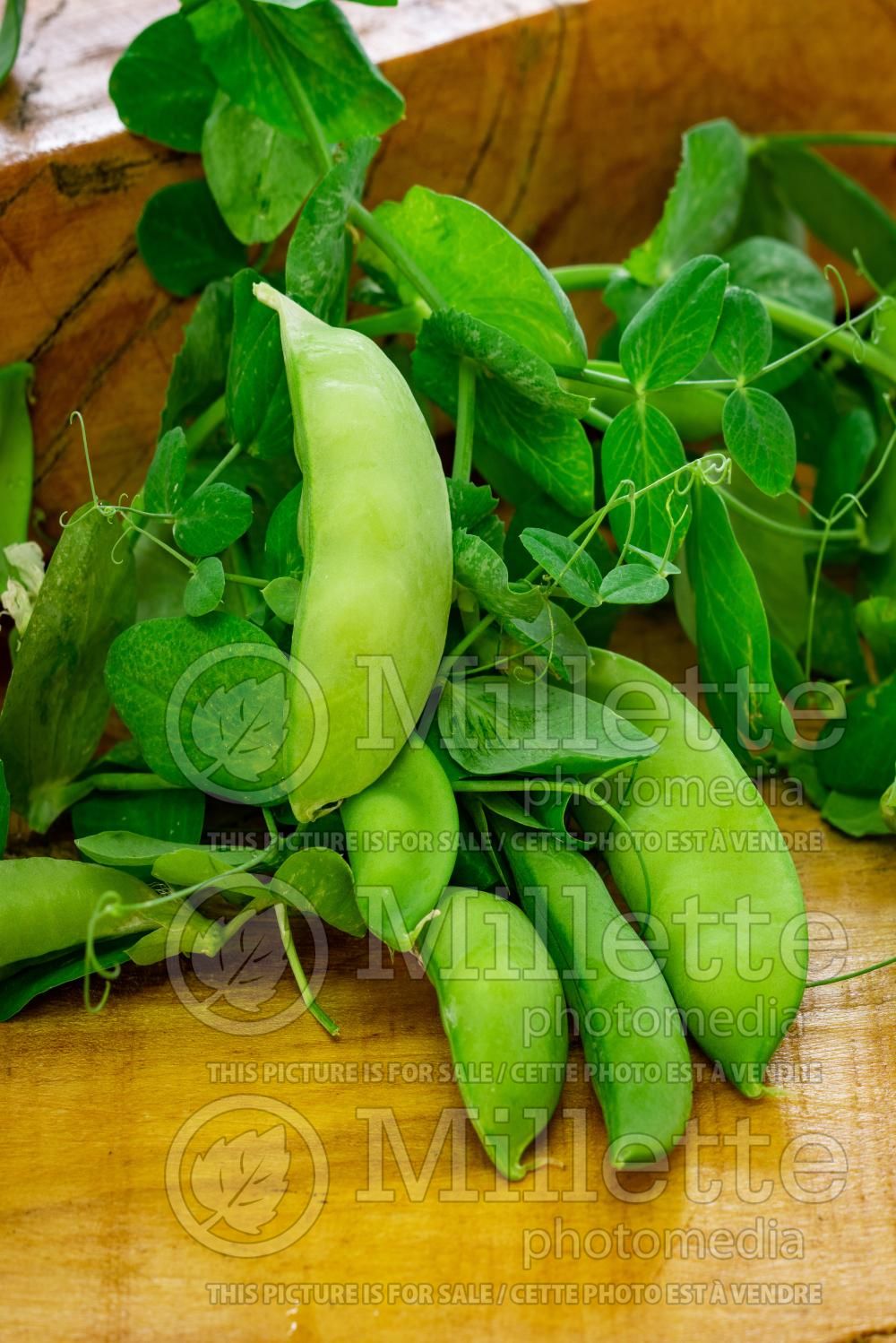 Pisum Oregon Sugar Pod (snow pea vegetable - Pois) 1
