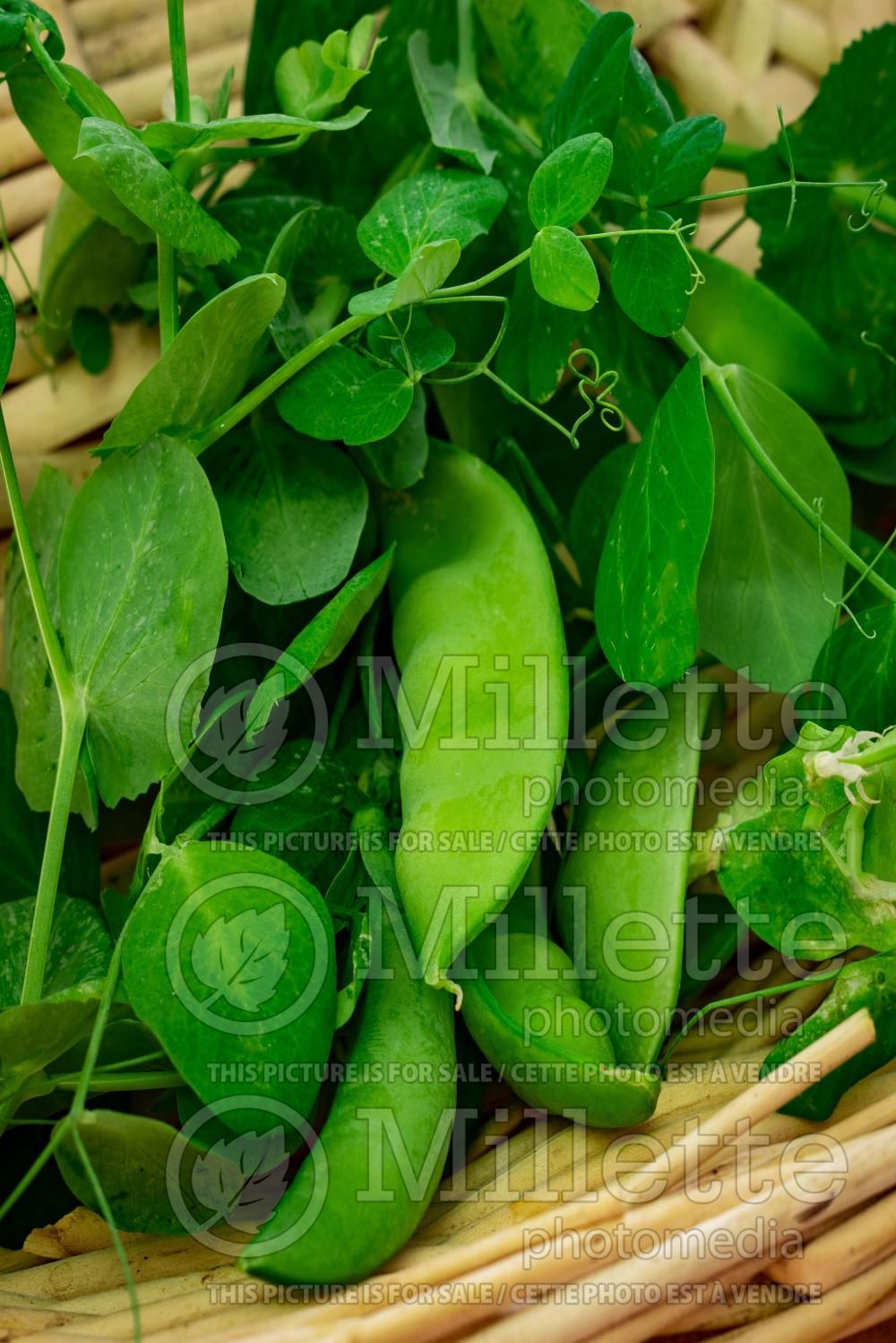 Pisum Oregon Sugar Pod (snow pea vegetable - Pois) 2
