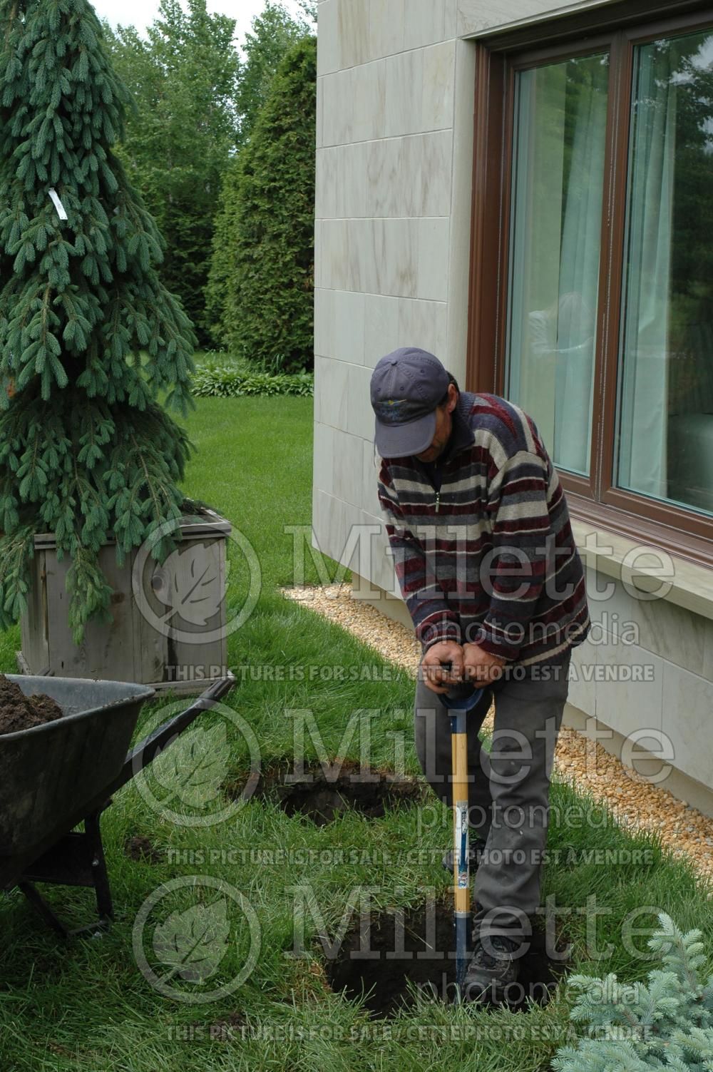 Tree planting technique - garden works (technique) 4