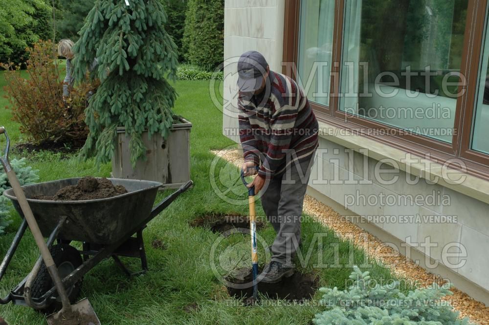 Tree planting technique - garden works (technique) 1
