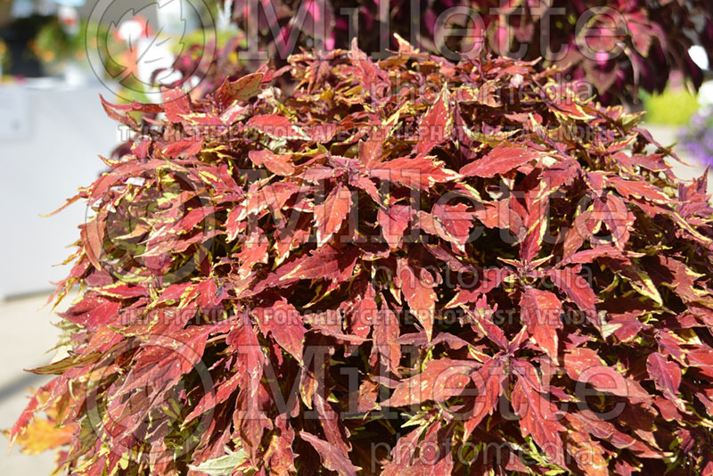 Coleus aka Plectranthus aka Solenostemon ColorBlaze Royale Apple Brandy (Coleus) 1