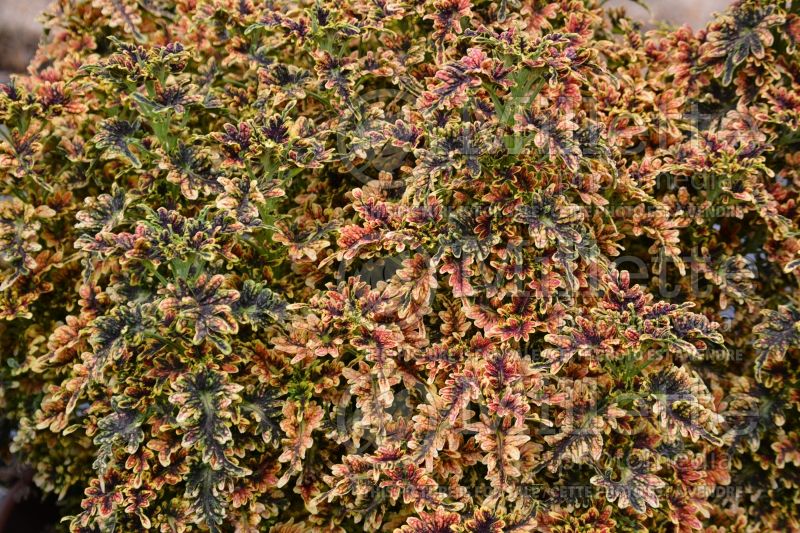 Coleus aka Plectranthus aka Solenostemon Under the Sea Copper Coral (Coleus) 1