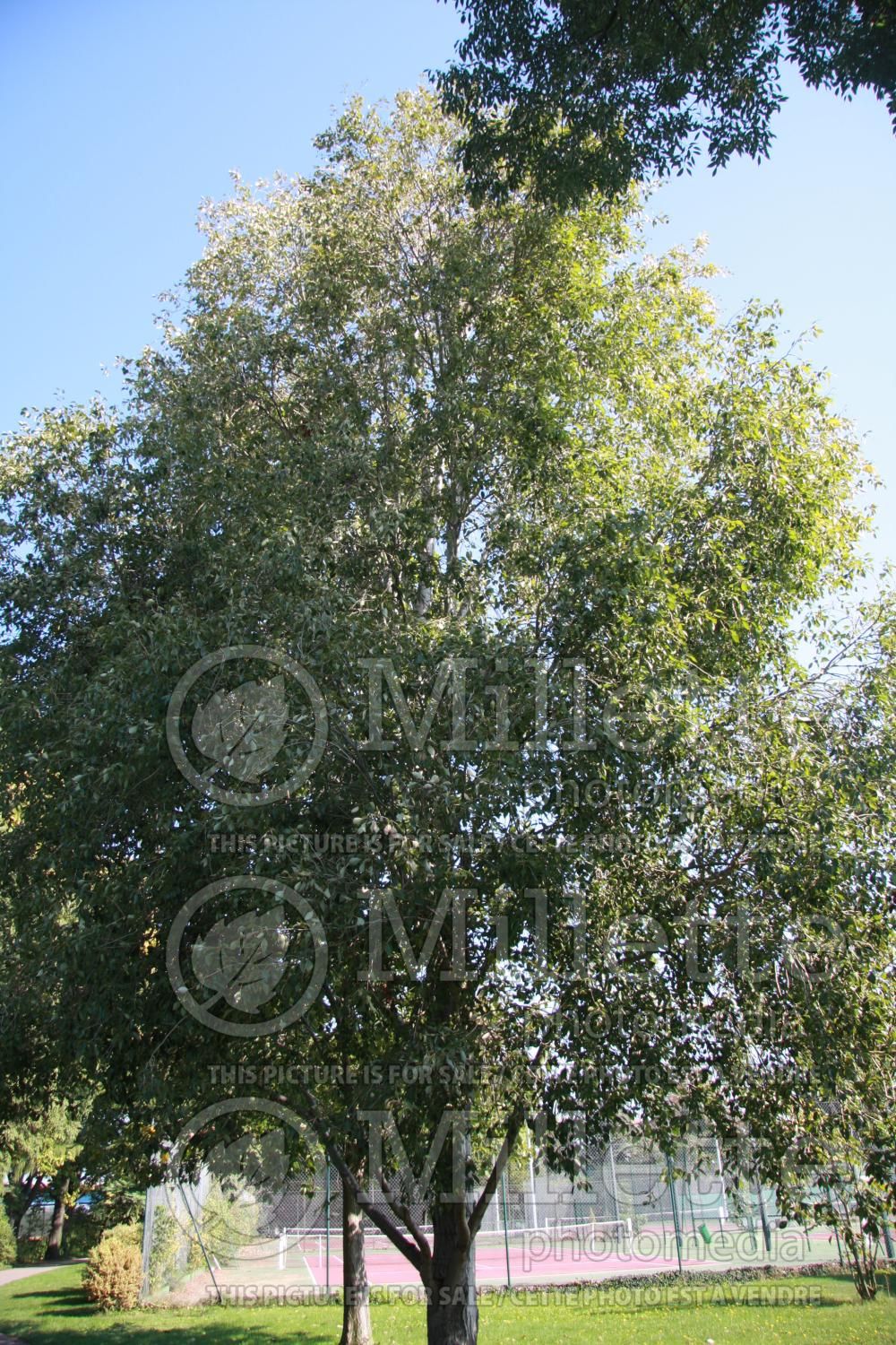 Populus Carrière (Chinese Poplar) 1
