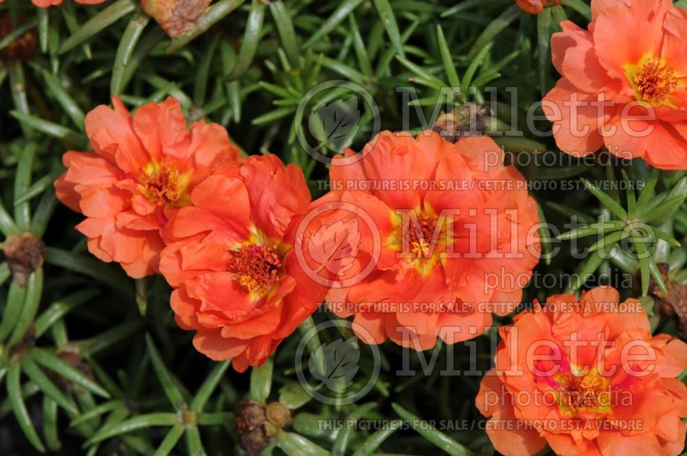 Portulaca Happy Hour Orange (Pigweed, Purslane) 1