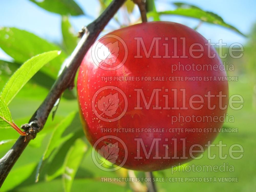 Prunus Supérieur (Plum) 1