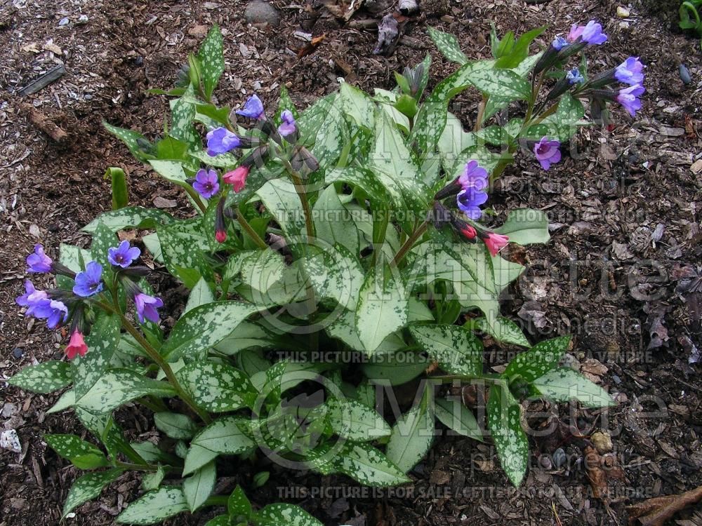 Pulmonaria Diane Clare aka Diana Clare (Lungwort) 3