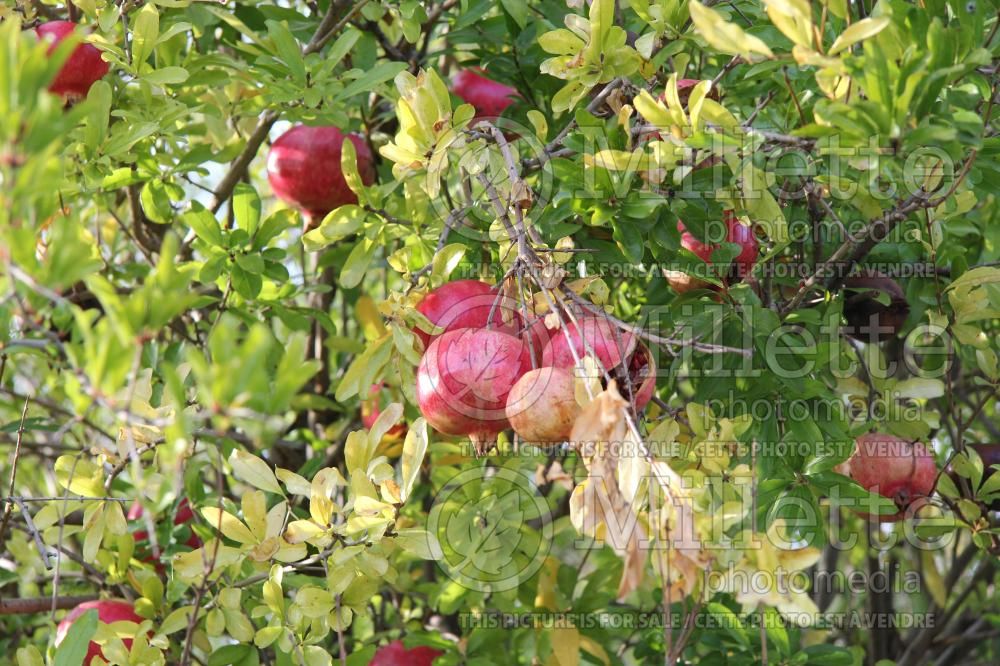 Punica granatum (Pomegranate) 9