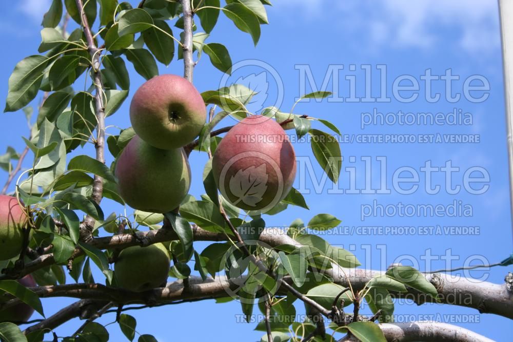 Pyrus Beauté Flamande (Pear) 5