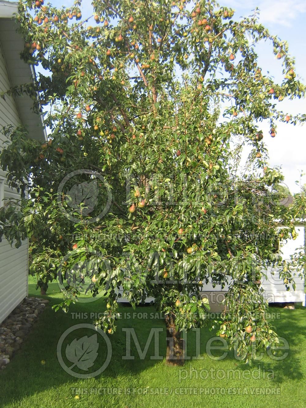 Pyrus Beauté Flamande (Pear) 4