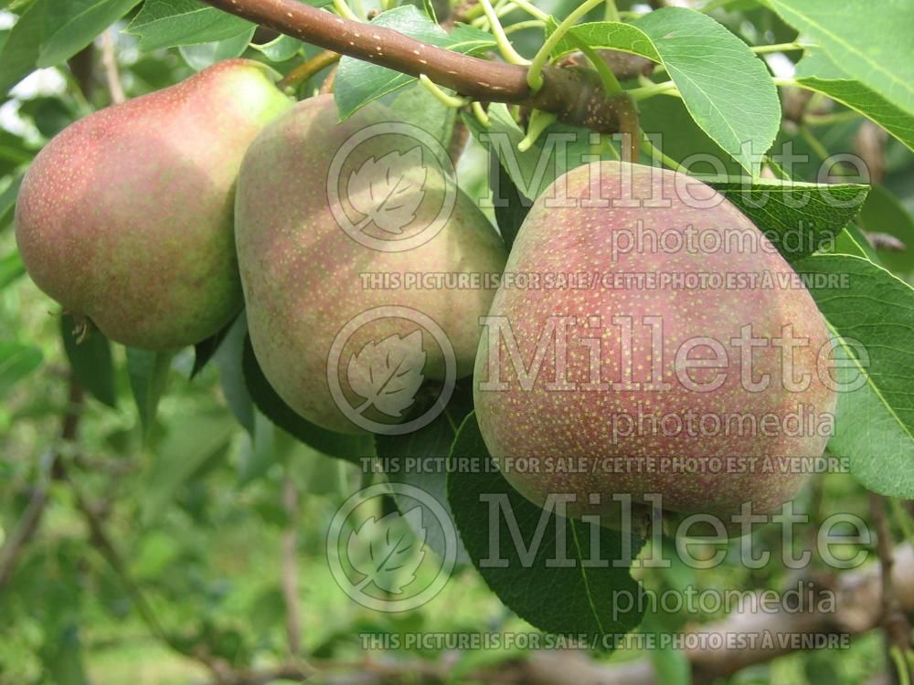 Pyrus Beauté Flamande (Pear) 1
