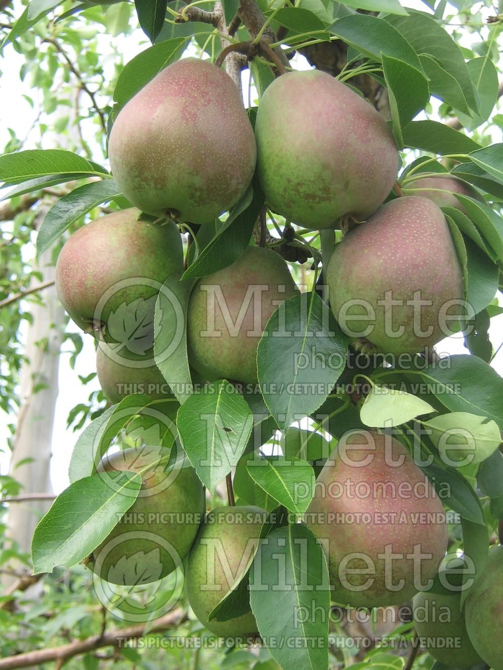 Pyrus Beauté Flamande (Pear) 3