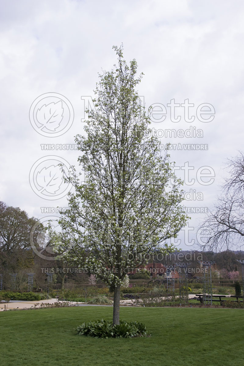 Pyrus Chanticleer aka Cleveland Select aka Select aka Stone Hill aka Glen’s Form (Callery pear tree) 4