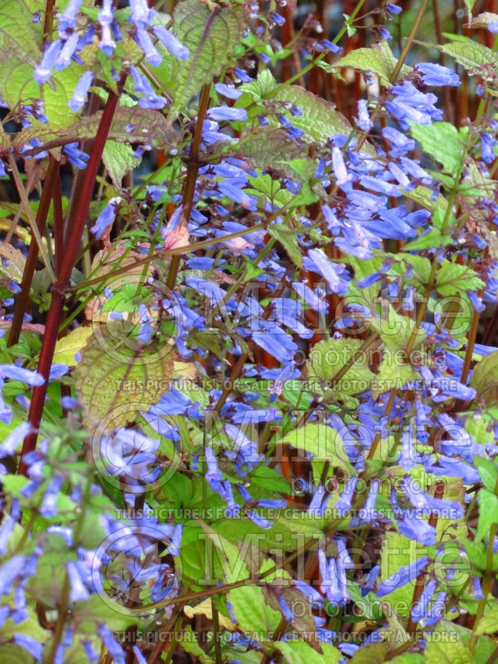 Rabdosia longituba (trumpet spurflower) 2