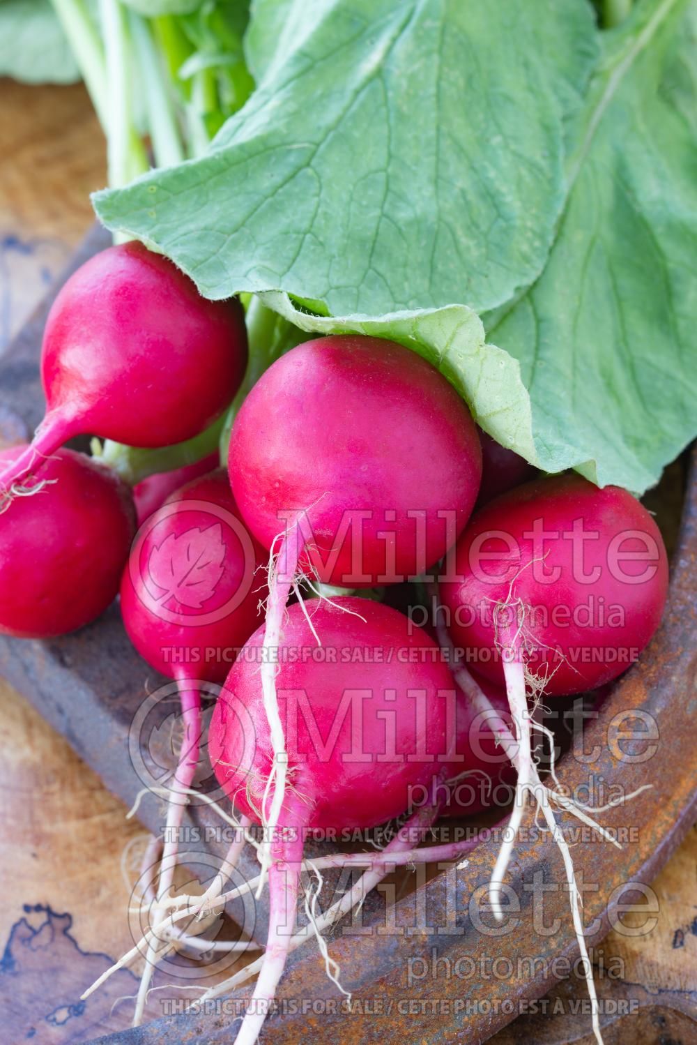 Raphanus Cherry Belle (Radish) 3