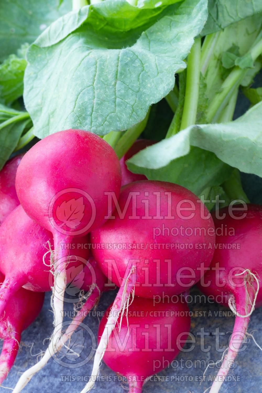 Raphanus Cherry Belle (Radish) 2