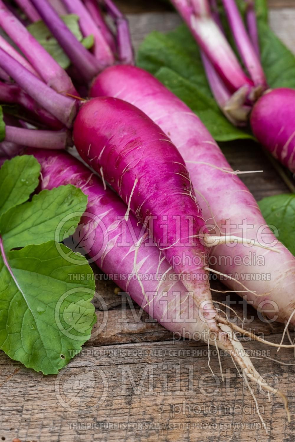 Raphanus China Rose (common radish vegetable - radis) 1