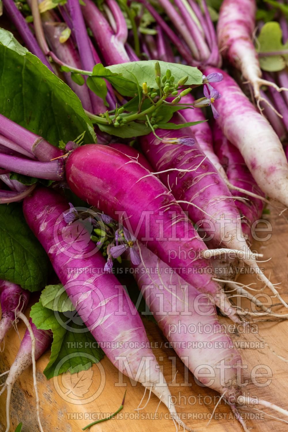Raphanus China Rose (common radish vegetable - radis) 3