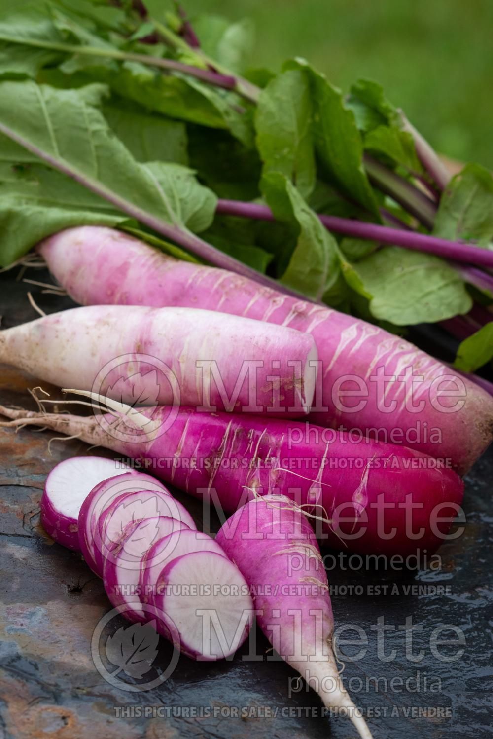 Raphanus China Rose (common radish vegetable - radis) 2