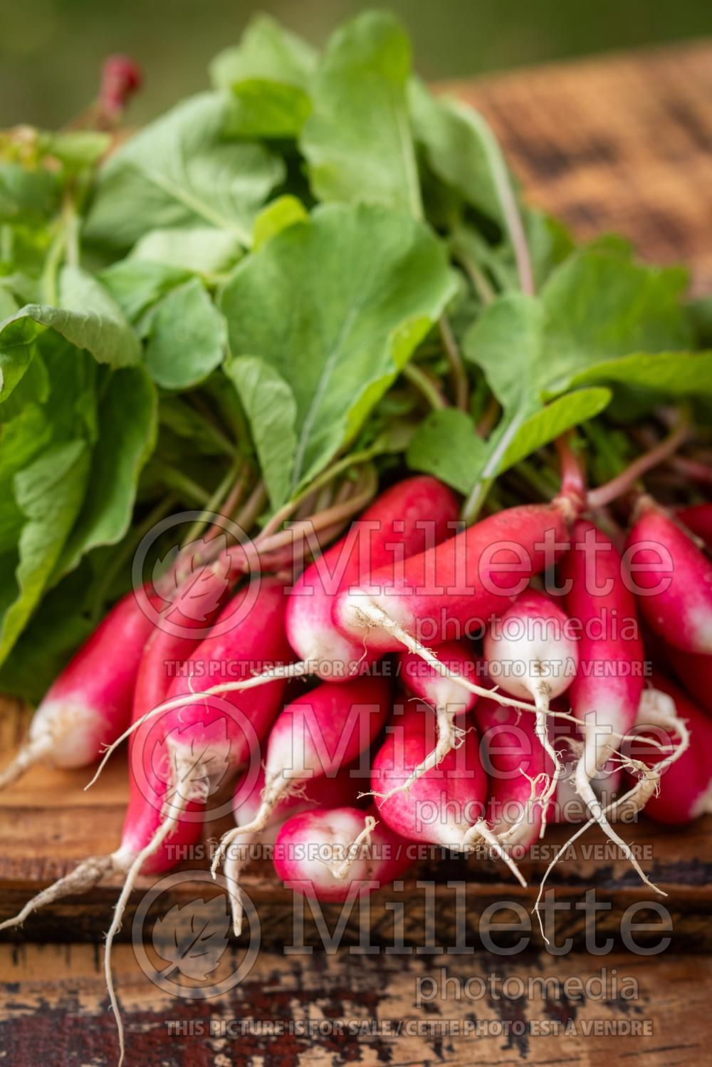 Raphanus French Breakfast (Radish vegetable) 4