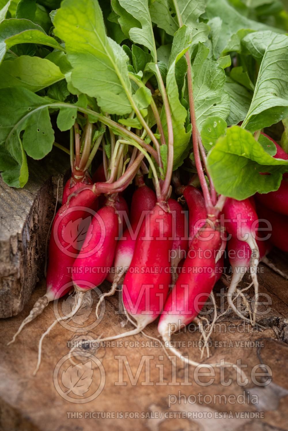Raphanus French Breakfast (Radish vegetable) 3
