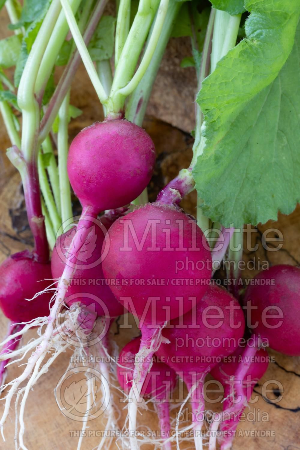 Raphanus German Giant (Radish) 1