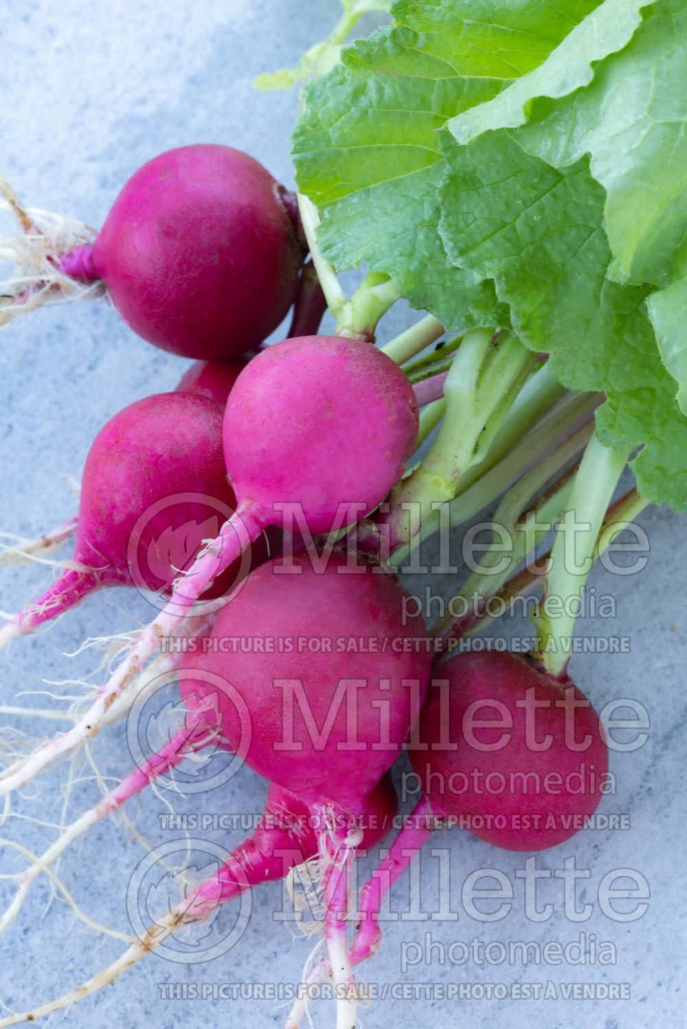 Raphanus German Giant (Radish) 2