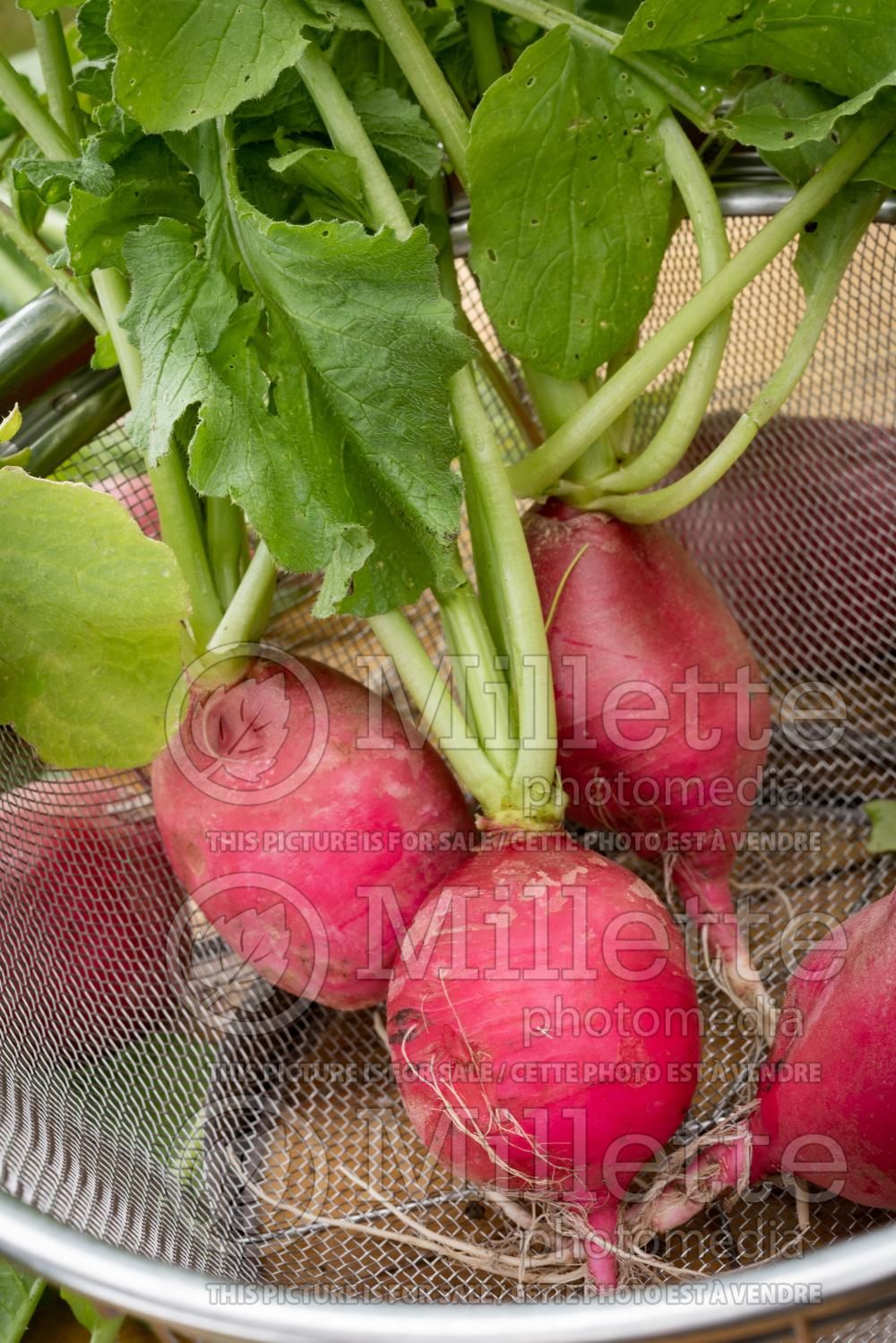 Raphanus Teko (Radish) 2