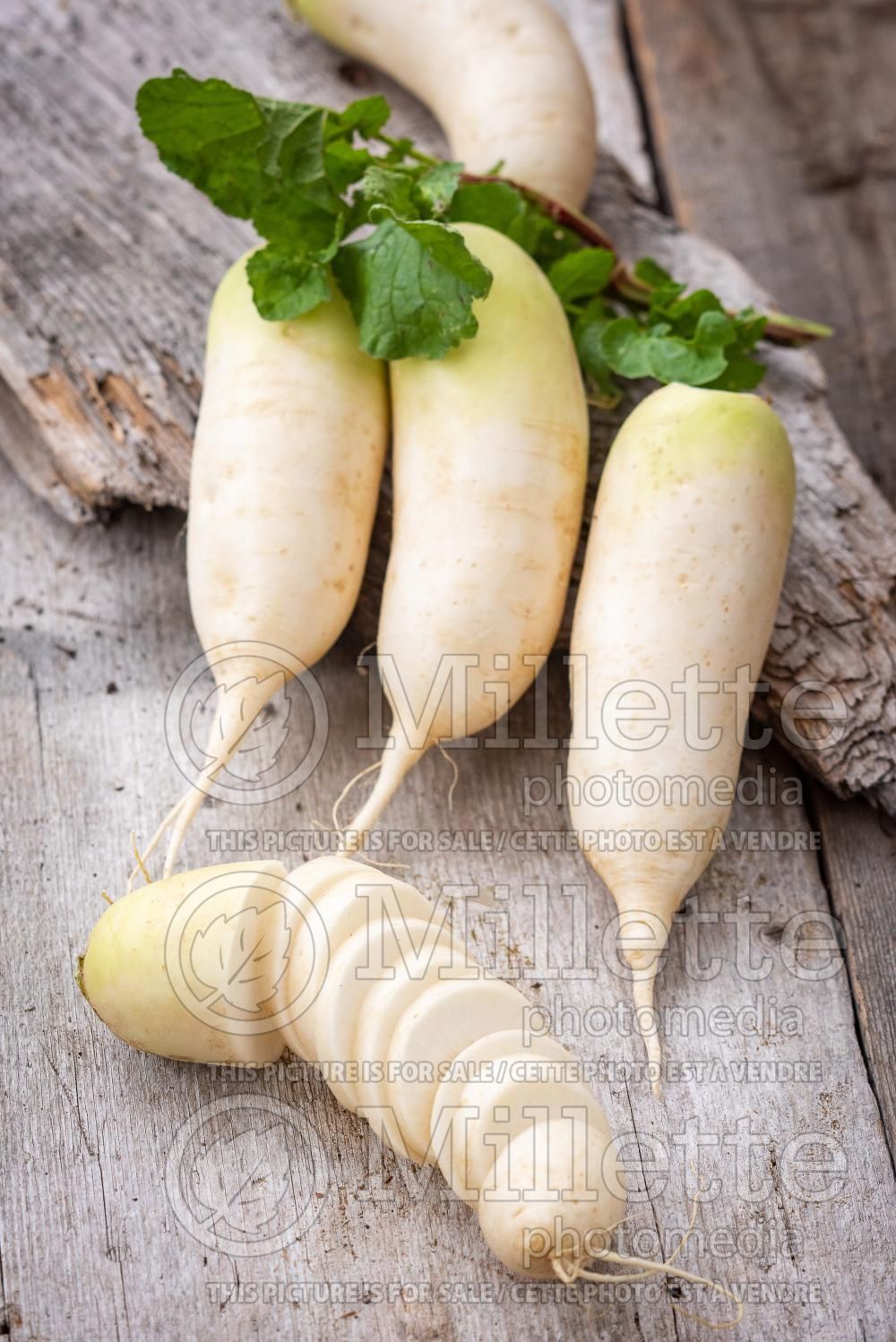 Raphanus sativus var. longipinnatus (Japanese Radish Daikon - radis) 9