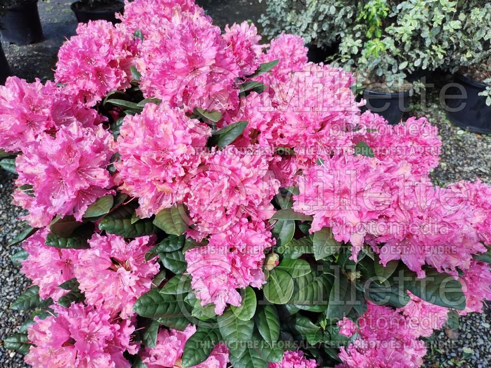 Rhododendron aka Azalea Rocket (Rhododendron Azalea) 1
